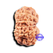 Load image into Gallery viewer, 11 Mukhi Indonesian Rudraksha - Bead No. 247