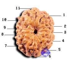 Load image into Gallery viewer, 11 Mukhi Indonesian Rudraksha - Bead No. 248