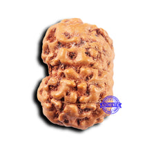 Load image into Gallery viewer, 11 Mukhi Indonesian Rudraksha - Bead No. 248