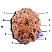 Load image into Gallery viewer, 11 Mukhi Indonesian Rudraksha - Bead No. 250