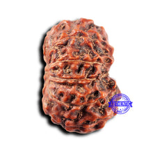 Load image into Gallery viewer, 11 Mukhi Indonesian Rudraksha - Bead No. 251