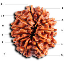 Load image into Gallery viewer, 11 Mukhi Nepalese Rudraksha - Bead No. 385