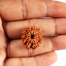 Load image into Gallery viewer, 11 Mukhi Nepalese Rudraksha - Bead No. 385