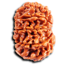 Load image into Gallery viewer, 11 Mukhi Nepalese Rudraksha - Bead No. 385