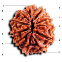 Load image into Gallery viewer, 11 Mukhi Nepalese Rudraksha - Bead No. 386