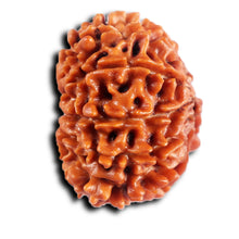 Load image into Gallery viewer, 11 Mukhi Nepalese Rudraksha - Bead No. 386