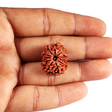 Load image into Gallery viewer, 11 Mukhi Nepalese Rudraksha - Bead No.388