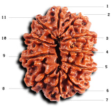 Load image into Gallery viewer, 11 Mukhi Nepalese Rudraksha - Bead No. 389