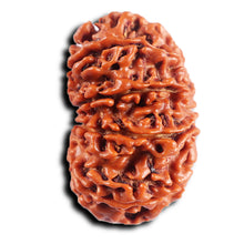 Load image into Gallery viewer, 11 Mukhi Nepalese Rudraksha - Bead No. 389
