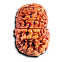 Load image into Gallery viewer, 11 Mukhi Nepalese Rudraksha - Bead No. 390