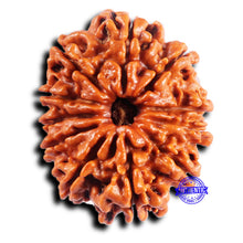 Load image into Gallery viewer, 11 Mukhi Nepalese Rudraksha - Bead No. 392