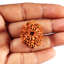 Load image into Gallery viewer, 11 Mukhi Nepalese Rudraksha - Bead No. 392