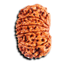 Load image into Gallery viewer, 11 Mukhi Nepalese Rudraksha - Bead No. 392