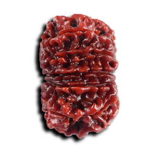 Load image into Gallery viewer, 11 Mukhi Nepalese Rudraksha - Bead No. 393