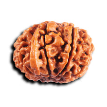 Load image into Gallery viewer, 11 Mukhi Nepalese Ganesha Rudraksha - Bead No. 394