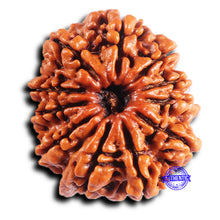 Load image into Gallery viewer, 11 Mukhi Nepalese Ganesha Rudraksha - Bead No. 394