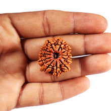 Load image into Gallery viewer, 11 Mukhi Nepalese Ganesha Rudraksha - Bead No. 394