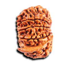 Load image into Gallery viewer, 11 Mukhi Nepalese Ganesha Rudraksha - Bead No. 394