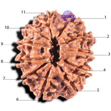 Load image into Gallery viewer, 11 Mukhi Nepalese Rudraksha - Bead No. 211A