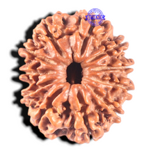 Load image into Gallery viewer, 11 Mukhi Nepalese Rudraksha - Bead No. 211A