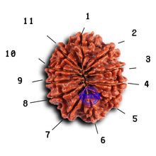 Load image into Gallery viewer, 11 Mukhi Nepalese Rudraksha - Bead No. 370