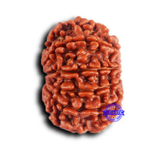 Load image into Gallery viewer, 11 Mukhi Nepalese Rudraksha - Bead No. 370