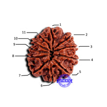 Load image into Gallery viewer, 11 Mukhi Nepalese Rudraksha - Bead No. 372
