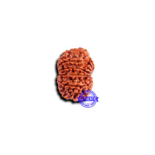Load image into Gallery viewer, 11 Mukhi Nepalese Rudraksha - Bead No. 374