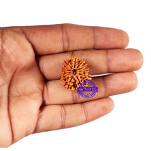 Load image into Gallery viewer, 11 Mukhi Nepalese Rudraksha - Bead No. 376