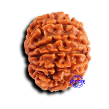 Load image into Gallery viewer, 11 Mukhi Nepalese Rudraksha - Bead No. 377