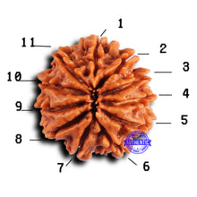 Load image into Gallery viewer, 11 Mukhi Nepalese Rudraksha - Bead No. 377