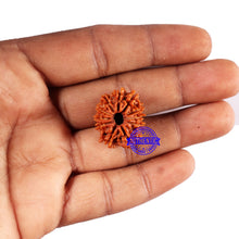 Load image into Gallery viewer, 11 Mukhi Nepalese Rudraksha - Bead No. 378