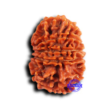 Load image into Gallery viewer, 11 Mukhi Nepalese Rudraksha - Bead No. 378