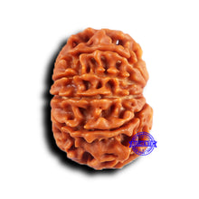 Load image into Gallery viewer, 11 Mukhi Nepalese Rudraksha - Bead No. 379