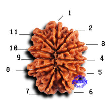 Load image into Gallery viewer, 11 Mukhi Nepalese Rudraksha - Bead No. 381