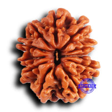 Load image into Gallery viewer, 11 Mukhi Nepalese Rudraksha - Bead No. 381