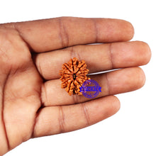 Load image into Gallery viewer, 11 Mukhi Nepalese Rudraksha - Bead No. 381