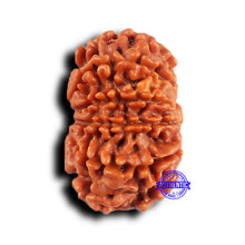 Load image into Gallery viewer, 11 Mukhi Nepalese Rudraksha - Bead No. 382