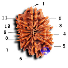 Load image into Gallery viewer, 11 Mukhi Nepalese Rudraksha - Bead No. 383