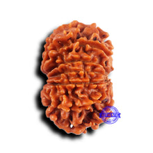 Load image into Gallery viewer, 11 Mukhi Nepalese Rudraksha - Bead No. 383