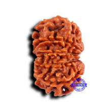 Load image into Gallery viewer, 11 Mukhi Nepalese Rudraksha - Bead No. 383