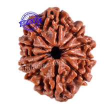 Load image into Gallery viewer, 11 Mukhi Nepalese Rudraksha - Bead No. 82