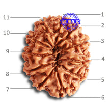 Load image into Gallery viewer, 11 Mukhi Nepalese Rudraksha - Bead No. 323