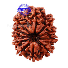 Load image into Gallery viewer, 11 Mukhi Nepalese Rudraksha - Bead No. 140
