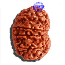 Load image into Gallery viewer, 11 Mukhi Nepalese Rudraksha - Bead No. 308