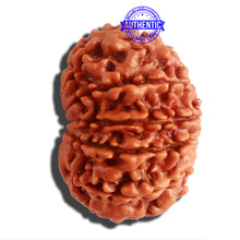 Load image into Gallery viewer, 11 Mukhi Nepalese Rudraksha - Bead No. 308