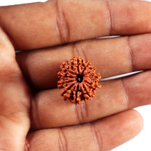 Load image into Gallery viewer, 11 Mukhi Nepalese Rudraksha - Bead No. 396