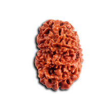 Load image into Gallery viewer, 11 Mukhi Nepalese Rudraksha - Bead No. 396