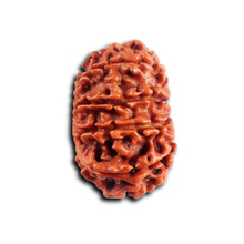 Load image into Gallery viewer, 11 Mukhi Nepalese Rudraksha - Bead No. 396