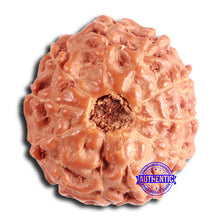 Load image into Gallery viewer, 11 Mukhi Indonesian Rudraksha - Bead No. 226